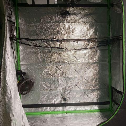 Wedding Glue Auto  growlog photo: 2×4 dry tent fitted with 4in exhaust, ACI Pro Sensor, 1 ACI oscillating fan. Using the hang dry method from a trellis net. Mix of dry and wet trimming 