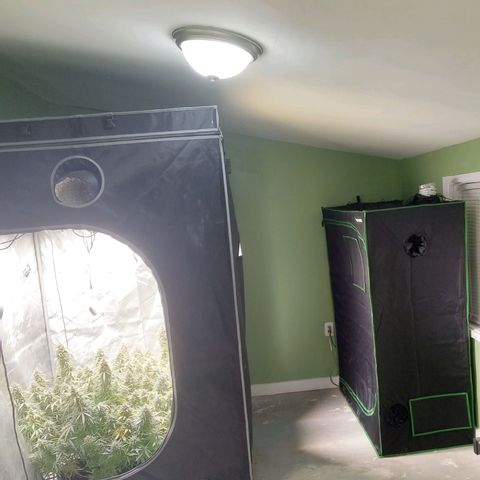 Wedding Glue Auto  growlog photo: 2×4 dry tent fitted with 4in exhaust, ACI Pro Sensor, 1 ACI oscillating fan. Using the hang dry method from a trellis net. Mix of dry and wet trimming 