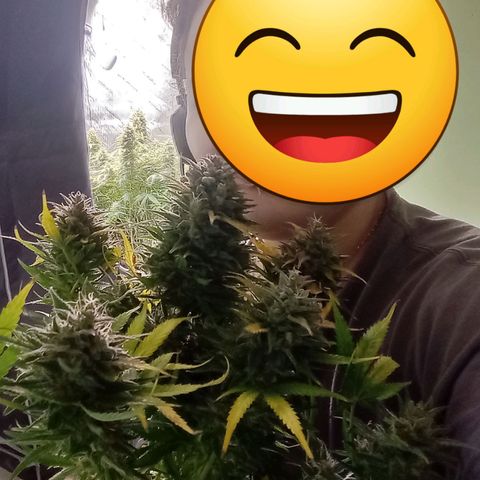 Wedding Glue Auto  growlog timeline photo