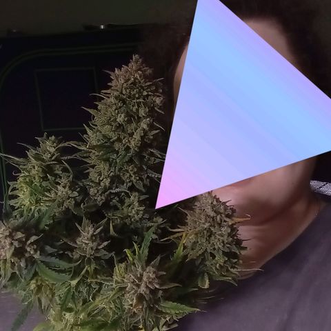 Wedding Glue Auto  growlog timeline photo