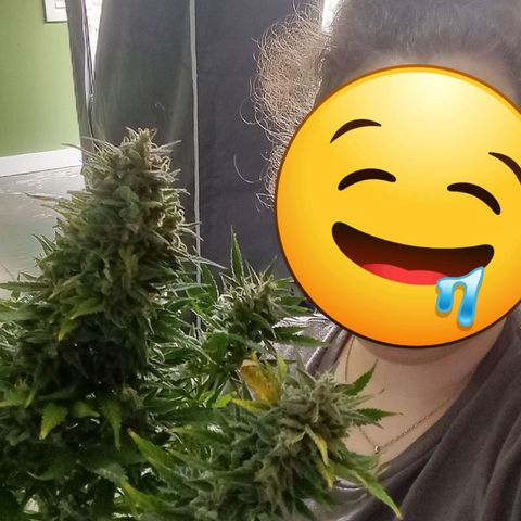 Wedding Glue Auto  growlog timeline photo