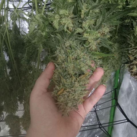 Wedding Glue Auto  growlog timeline photo