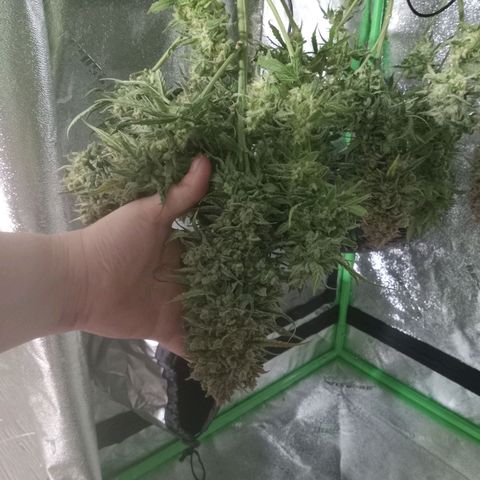Wedding Glue Auto  growlog timeline photo