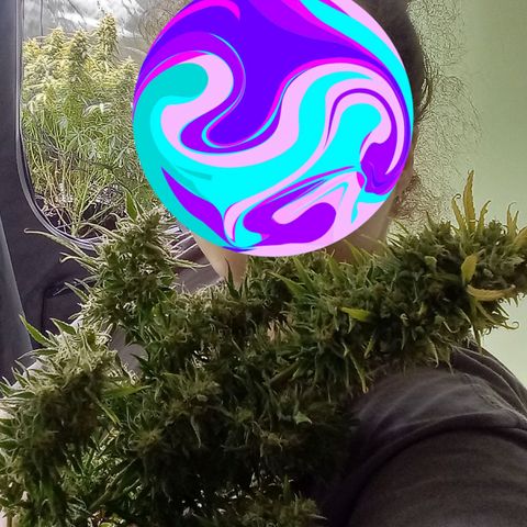 Wedding Glue Auto  growlog timeline photo