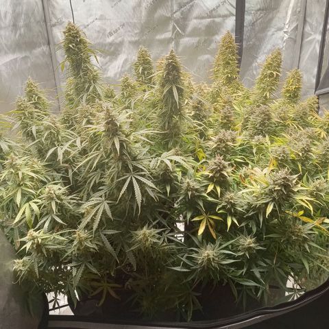 Wedding Glue Auto  growlog timeline photo