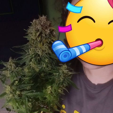 Wedding Glue Auto  growlog timeline photo