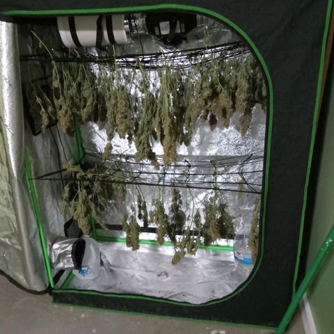 Wedding Glue Auto  growlog timeline photo