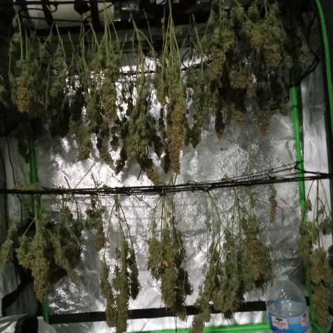 Wedding Glue Auto  growlog timeline photo