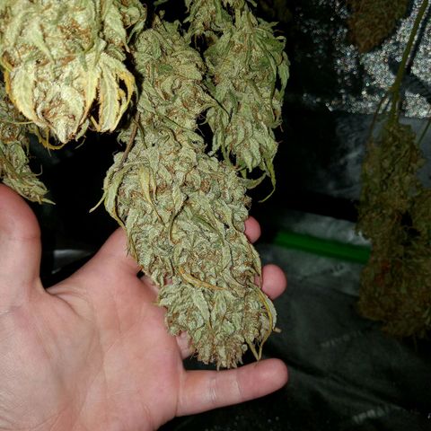 Wedding Glue Auto  growlog timeline photo