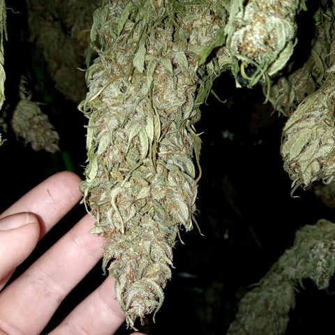 Wedding Glue Auto  growlog timeline photo