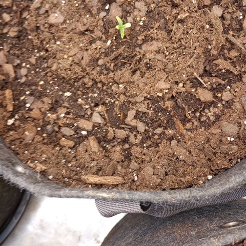 Apple Fritter Auto  growlog timeline photo
