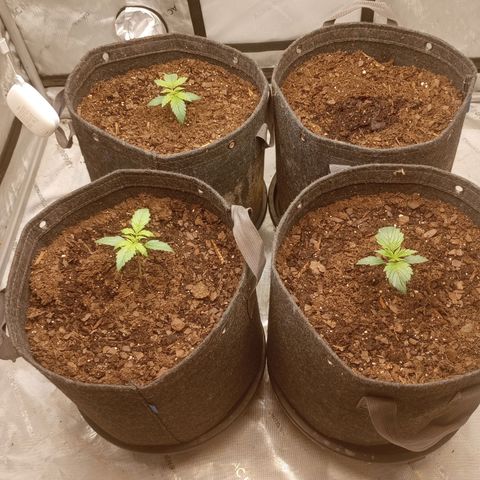 Apple Fritter Auto  growlog timeline photo