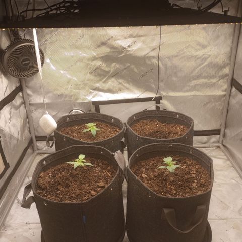 Apple Fritter Auto  growlog timeline photo
