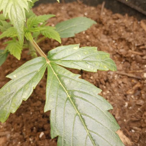 Apple Fritter Auto  growlog timeline photo