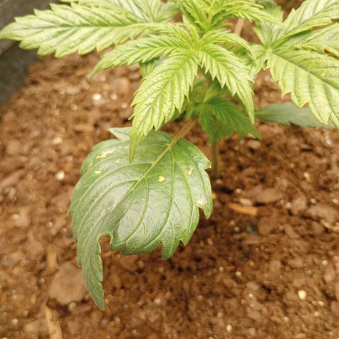 Apple Fritter Auto  growlog timeline photo