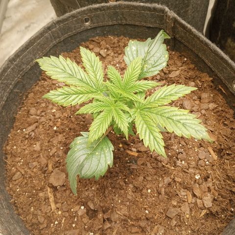 Apple Fritter Auto  growlog timeline photo