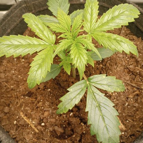 Apple Fritter Auto  growlog timeline photo