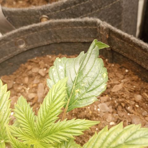 Apple Fritter Auto  growlog timeline photo