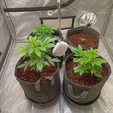Apple Fritter Auto  growlog photo: Already turning around 