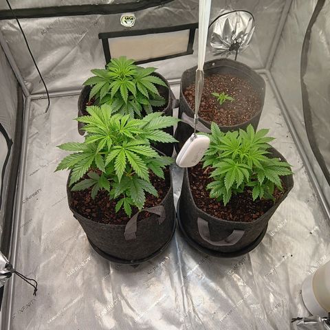 Apple Fritter Auto  growlog photo: Looking MUCH better! 