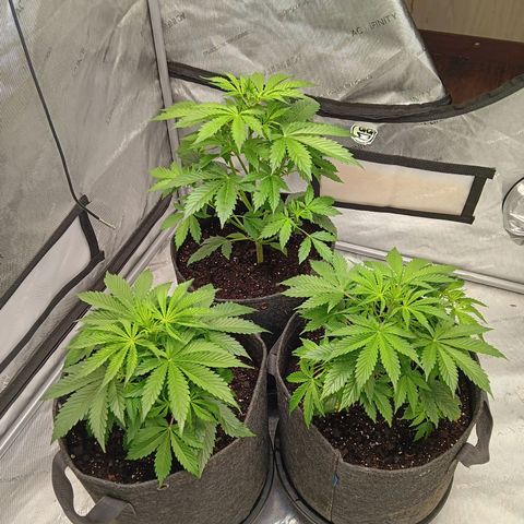 Apple Fritter Auto  growlog timeline photo