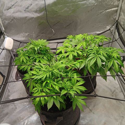 Apple Fritter Auto  growlog timeline photo
