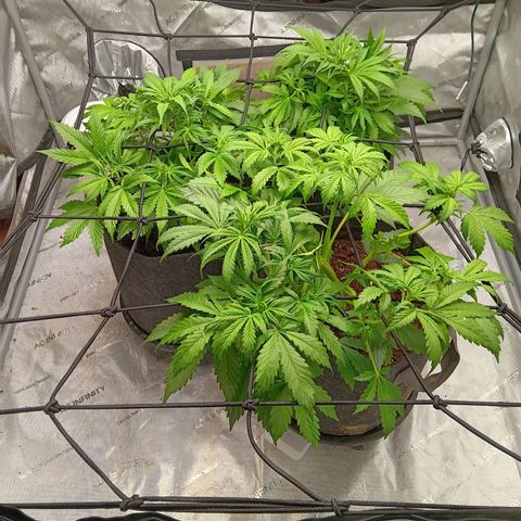 Apple Fritter Auto  growlog timeline photo