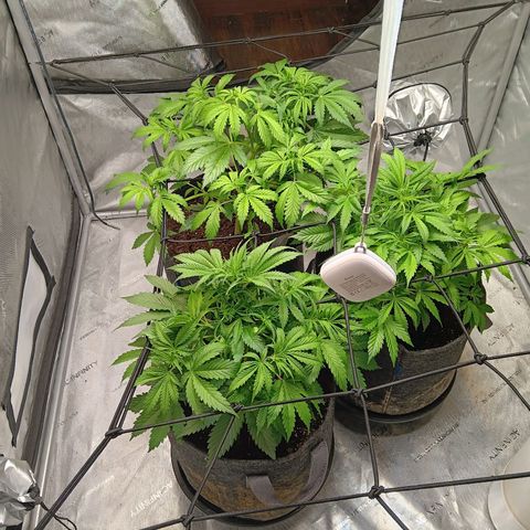 Apple Fritter Auto  growlog timeline photo