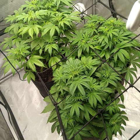 Apple Fritter Auto  growlog photo: 11 fingers🖐🤚☝️