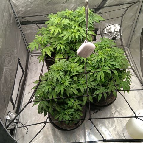 Apple Fritter Auto  growlog photo: 11 fingers🖐🤚☝️