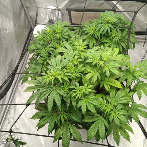 Apple Fritter Auto  growlog photo: 11 fingers🖐🤚☝️