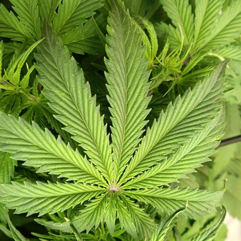 Apple Fritter Auto  growlog photo: 11 fingers🖐🤚☝️