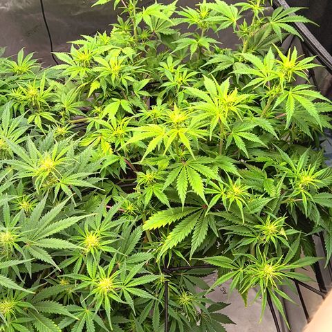 Apple Fritter Auto  growlog timeline photo