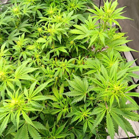 Apple Fritter Auto  growlog timeline photo