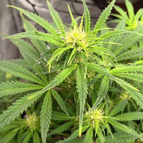 Apple Fritter Auto  growlog timeline photo