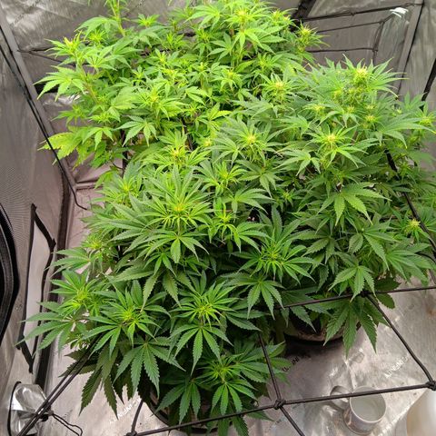 Apple Fritter Auto  growlog timeline photo