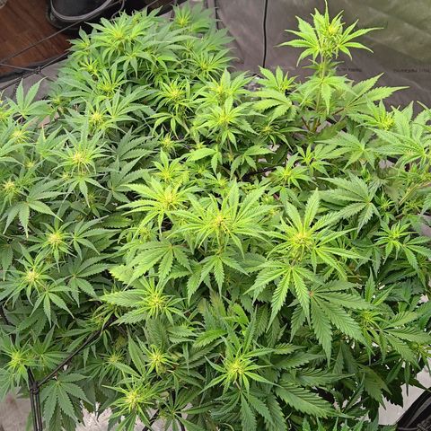 Apple Fritter Auto  growlog timeline photo