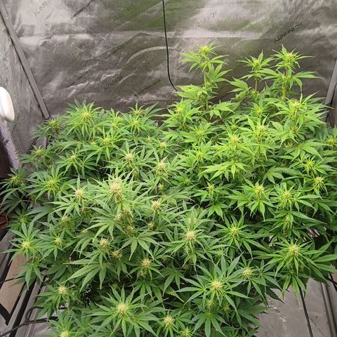 Apple Fritter Auto  growlog timeline photo