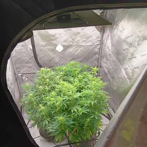 Apple Fritter Auto  growlog timeline photo