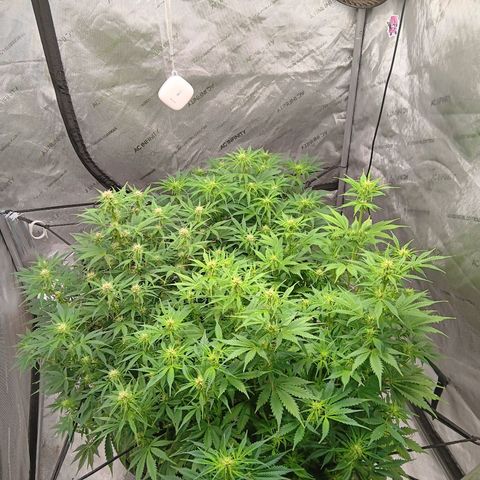 Apple Fritter Auto  growlog timeline photo