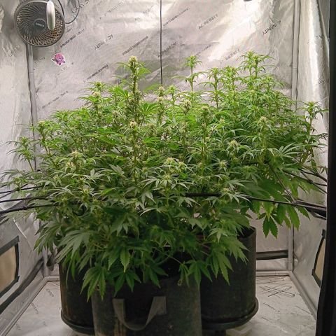 Apple Fritter Auto  growlog timeline photo