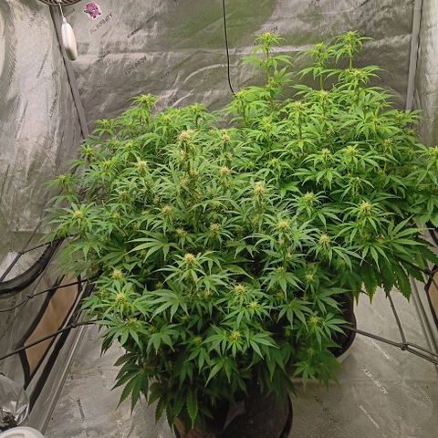 Apple Fritter Auto  growlog timeline photo