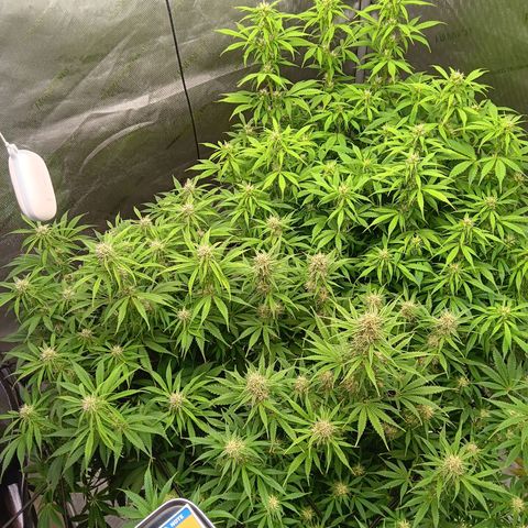 Apple Fritter Auto  growlog timeline photo