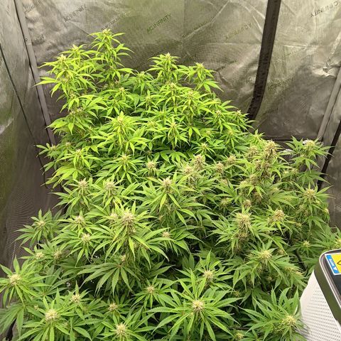 Apple Fritter Auto  growlog timeline photo