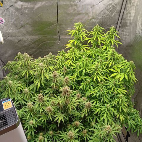 Apple Fritter Auto  growlog timeline photo