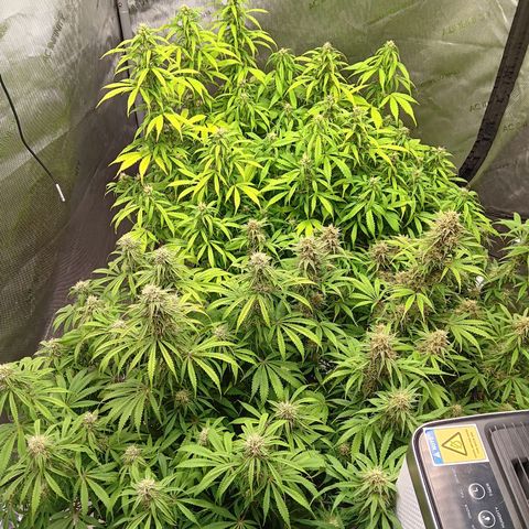 Apple Fritter Auto  growlog timeline photo