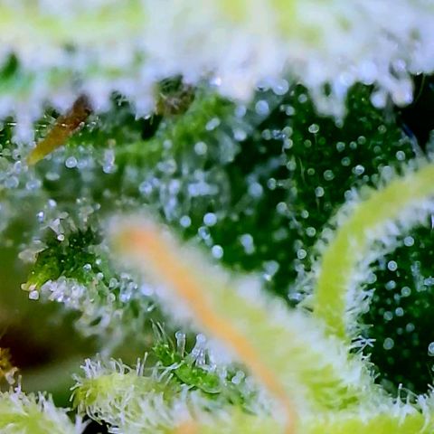 Apple Fritter Auto  growlog timeline photo