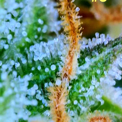 Apple Fritter Auto  growlog timeline photo
