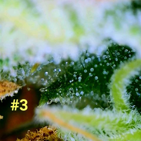 Apple Fritter Auto  growlog timeline photo