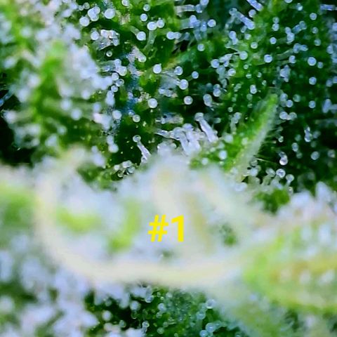 Apple Fritter Auto  growlog timeline photo